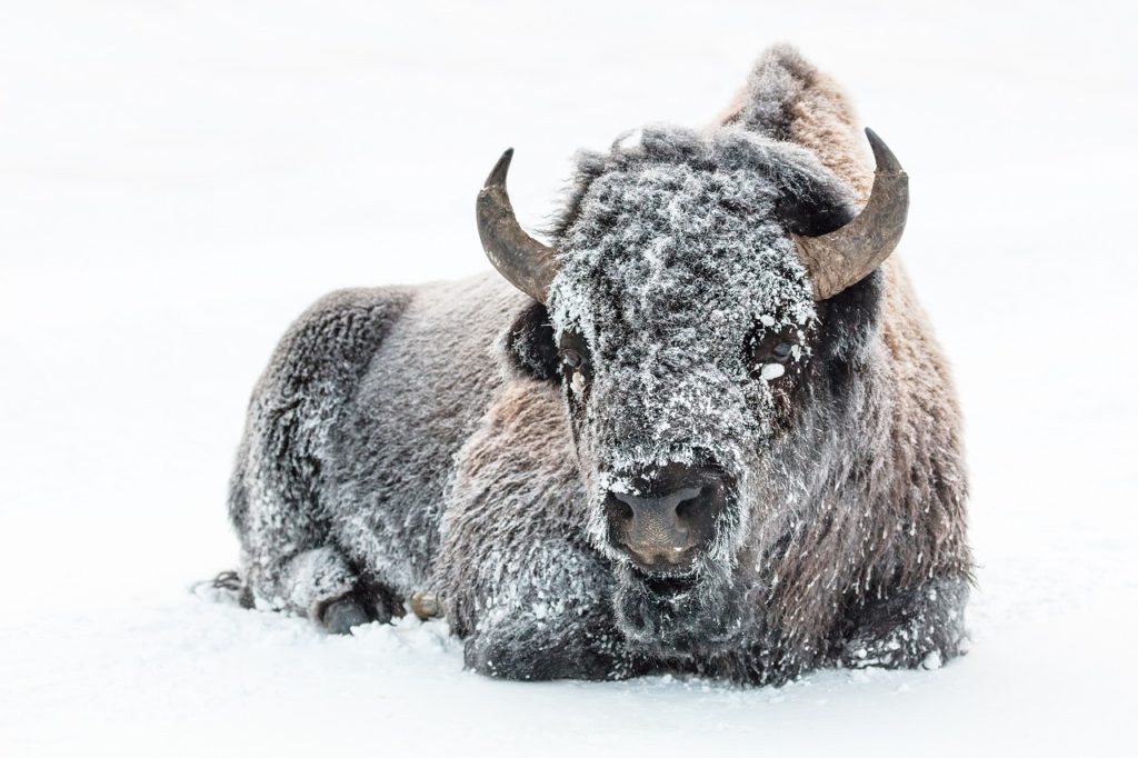 Bison in Wyoming Snow